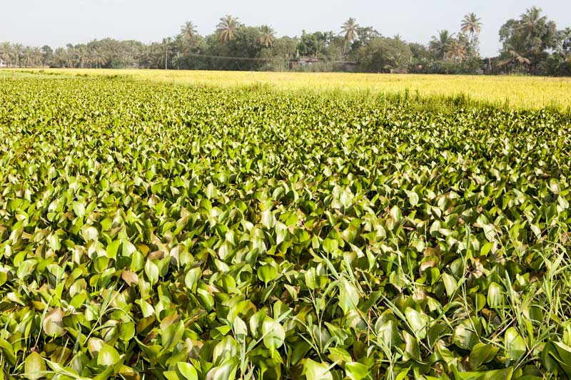 Impact of Green Revolution on Water Resources in India - Eutrophication in wetlands of Kuttanad in Alappuzha district, Kerala